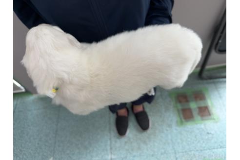 販売中の千葉県のグレートピレニーズ-394902の4枚目